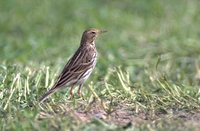 Red-throated Pipit - Anthus cervinus