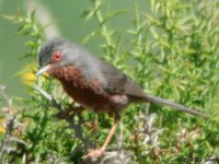 Dartford Warbler - Sylvia undata