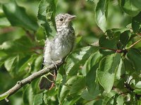 Spotted Flycatcher - Muscicapa striata