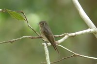 Siberian Flycatcher - Muscicapa sibirica