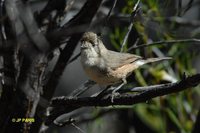 Southern Whiteface - Aphelocephala leucopsis