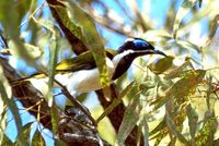 Blue-faced Honeyeater - Entomyzon cyanotis