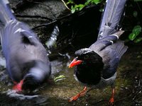 Blue Magpie - Urocissa erythrorhyncha