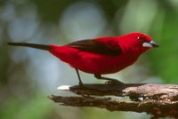 Brazilian Tanager - Ramphocelus bresilius