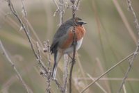 Black-and-rufous Warbling-Finch - Poospiza nigrorufa