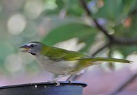 Green-winged Saltator - Saltator similis