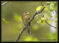 Ultramarine Grosbeak - Cyanocompsa brissonii