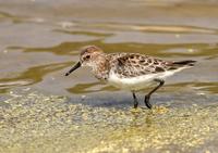 Little Stint