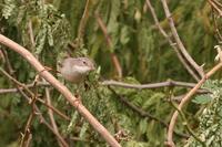 Whitethroat