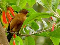 Rufous-browed Conebill Flickr