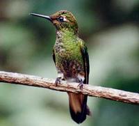 Buff-tailed Coronet