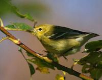 Blackpoll Warbler