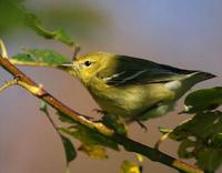 Blackpoll Warbler