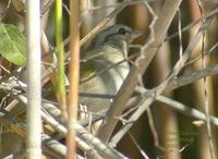 Olive Sparrow (Arremonops rufivirgatus)