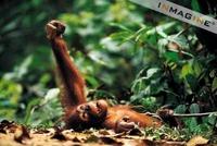 Young Orang-utan (Pongo pygmaeus) photo