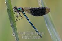 Male Banded Demoiselle ( Calopteryx splendens ) stock photo