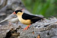 Shaft-tailed whydah (Vidua regia) . Etosha National Park . Namibia stock photo