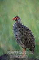 Red necked spurfowl ( francolinus afer ) , Queen Elizabeth National Park , Uganda stock photo