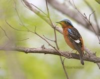 White-throated rock thrush C20D 03730.jpg