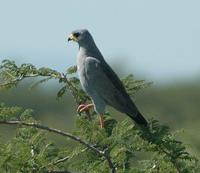 Eastern Chanting Goshawk p.60