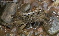 crab
