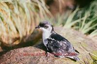 FT0152-00: Common Diving Petrel, Pelecanoides urinatrix, Sub Antarctic Islands