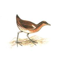 Swinhoe's Rail, Porzana exquisita