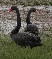 Black Swan