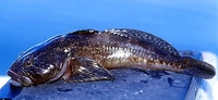 Mottled Sculpin Cottus bairdii