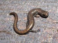 : Batrachoseps gabrieli; San Gabriel Mountains Slender Salamander