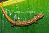: Bolitoglossa striatula