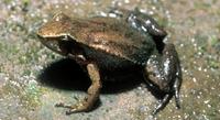 : Hyloxalus idiomelus