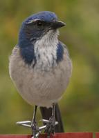 : Aphelocoma californica californica; Western Scrub Jay