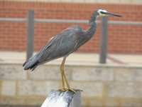 : Ardea novaehollandiae; White-faced Heron