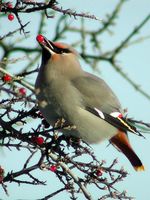 : Bombycilla garrulus; Bohemian Waxwing