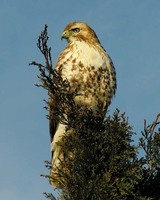 : Buteo jamaicensis; Red-tailed Hawk