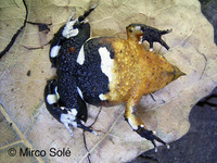 : Rhinoderma darwinii; Darwin's Frog