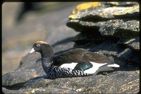 : Chloephaga hybrida malvarum; Kelp Goose