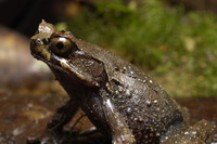 : Xenophrys baluensis