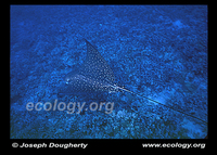 : Aetobatus narinari; Spotted Eagle Ray