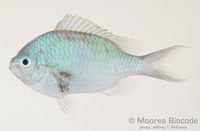 : Chromis viridis