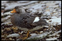 : Tachyeres brachypterus; Falkland Steamer Duck