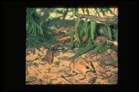 : Sminthopsis crassicaudata; Narrow-footed Marsupial Mouse