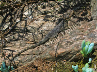 : Agama atra atra; Southern Rock Agama