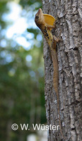 : Anolis oculatus; Dominica Anole