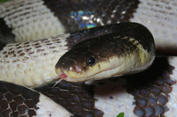 : Bungarus candidus; Malaysian Krait