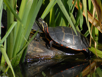 : Chrysemys picta picta; Eastern Painted Turtle