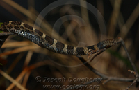 : Crotalinus catenatus; Eastern Massasauga