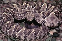 : Crotalus durissus collilineatus; Neotropical Rattlesnake