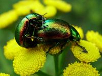 : Chrysolina graminis